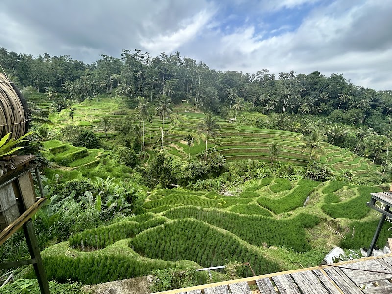 Tegallalang Rice Terrace in Tegallalang, Bali