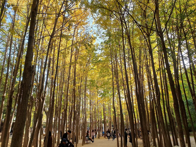 Seoul Forest in Seongdong, Seoul